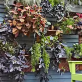 DIY Living Wall for Your Backyard