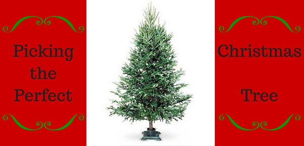 A Guide to Picking a Live Christmas Tree