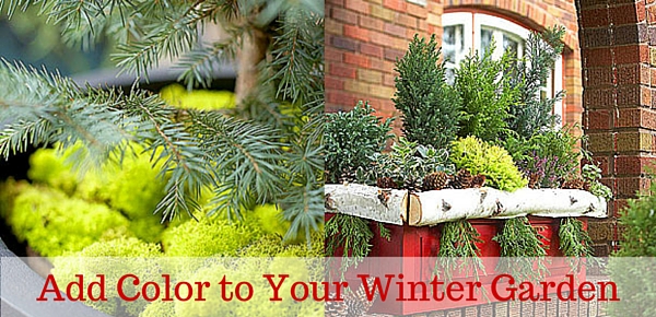 Coloring in Your Winter Garden